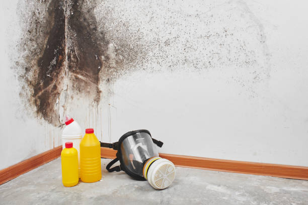 Best Professional Mold Removal  in Berry Creek, CA