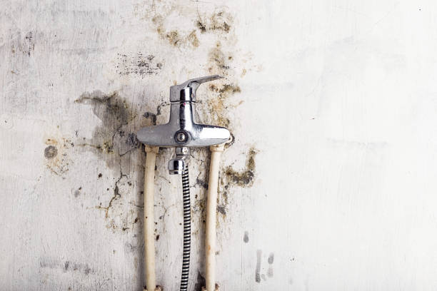  Berry Creek, CA Mold Removal Pros