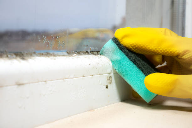 Best Certified Mold Removal  in Berry Creek, CA
