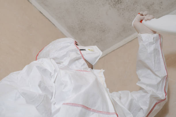 Best Attic Mold Removal  in Berry Creek, CA