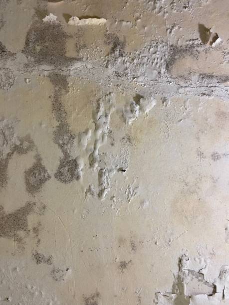 Best Home Mold Removal  in Berry Creek, CA