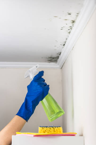 Best Residential Mold Removal  in Berry Creek, CA